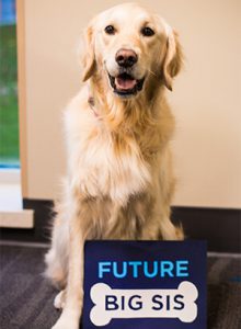 Concordia's first certified comfort dog, Zoey, helps announce the arrival of the next.