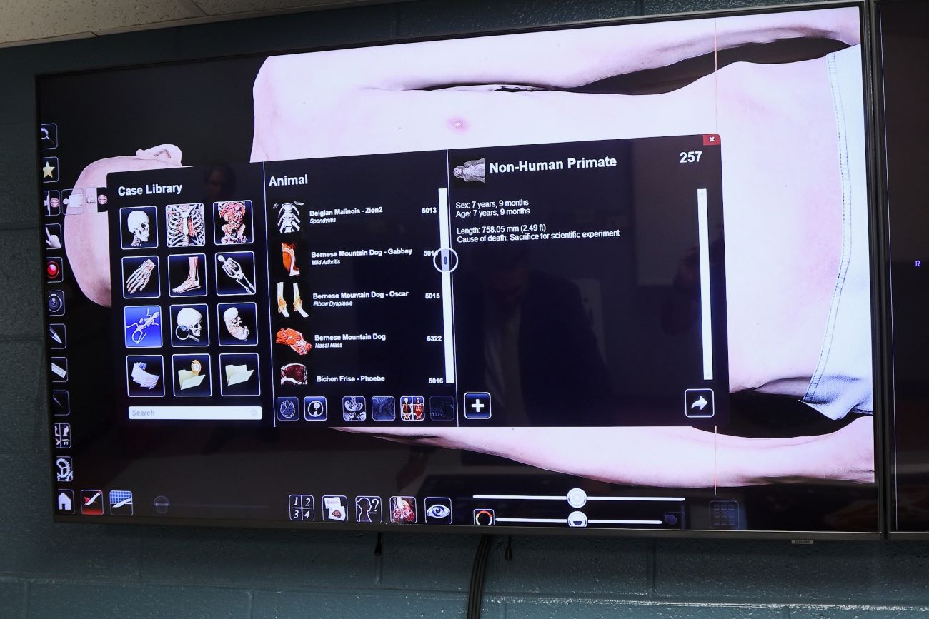 screen with options for choosing skeleton