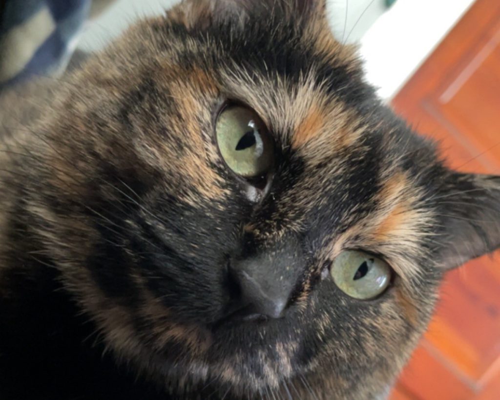 cat head