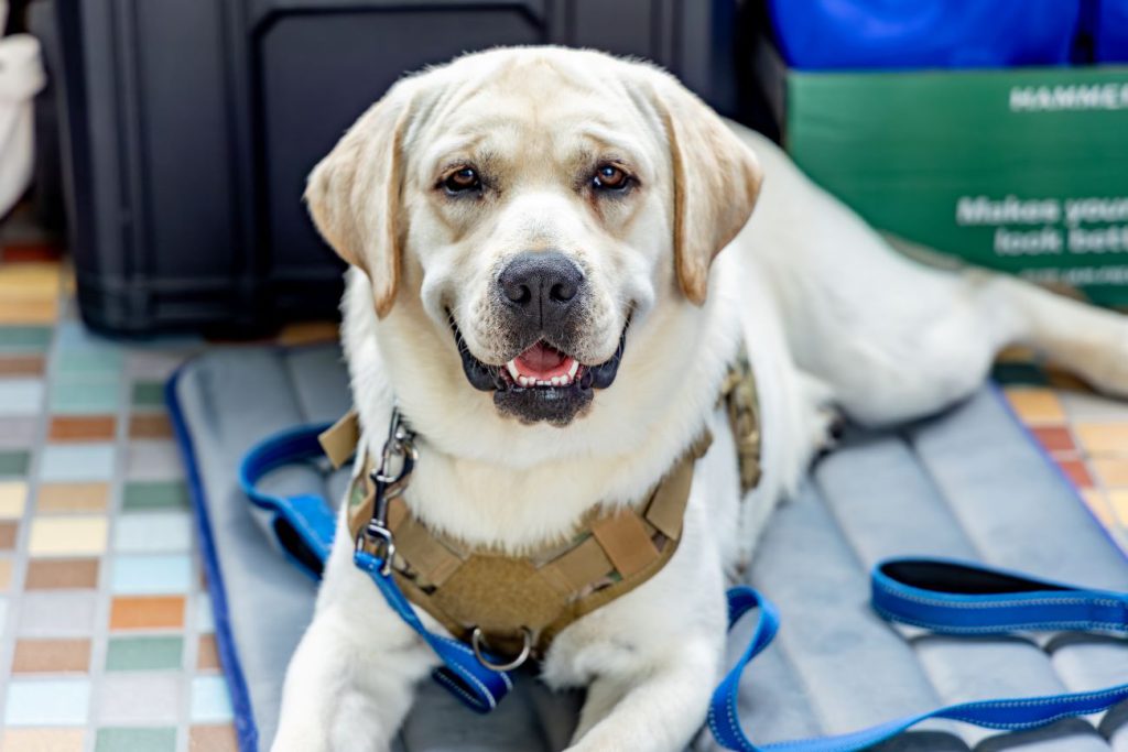 yellow lab, comfort dog