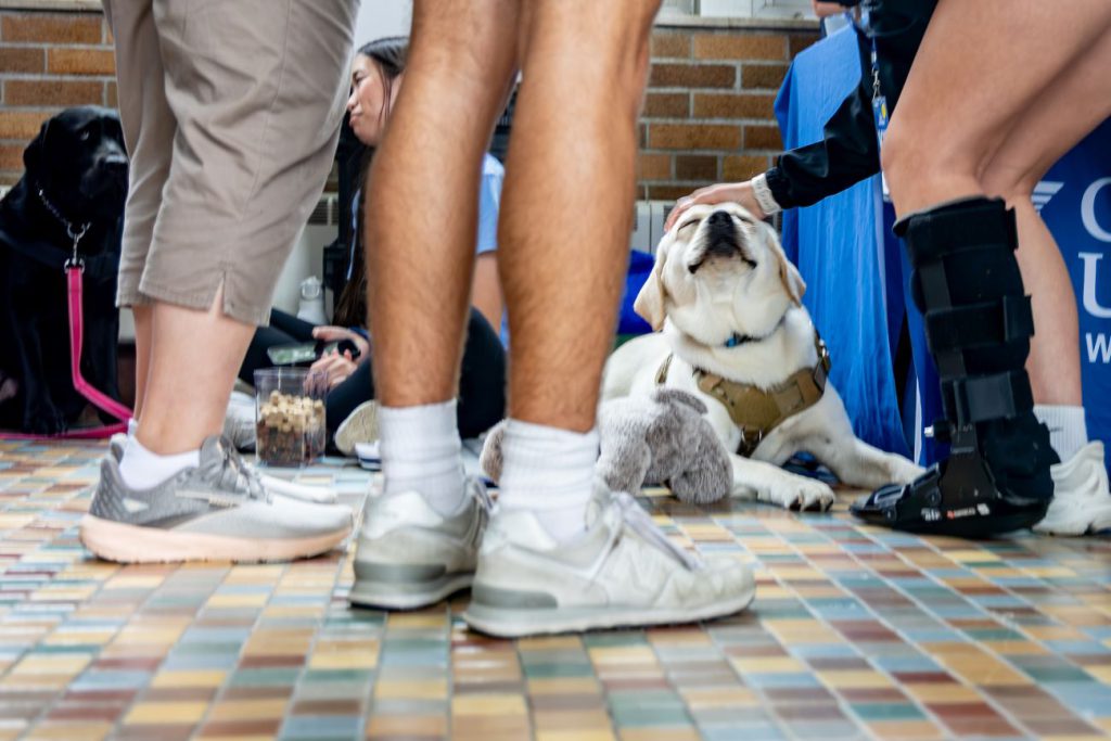 people petting dog