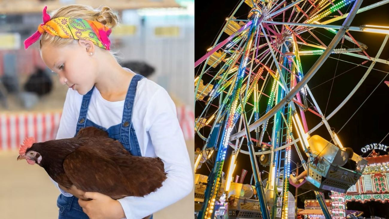 girl with chicken on left and light up ferris wheel on right