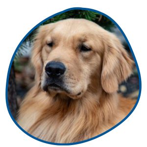 golden retriever in bubble