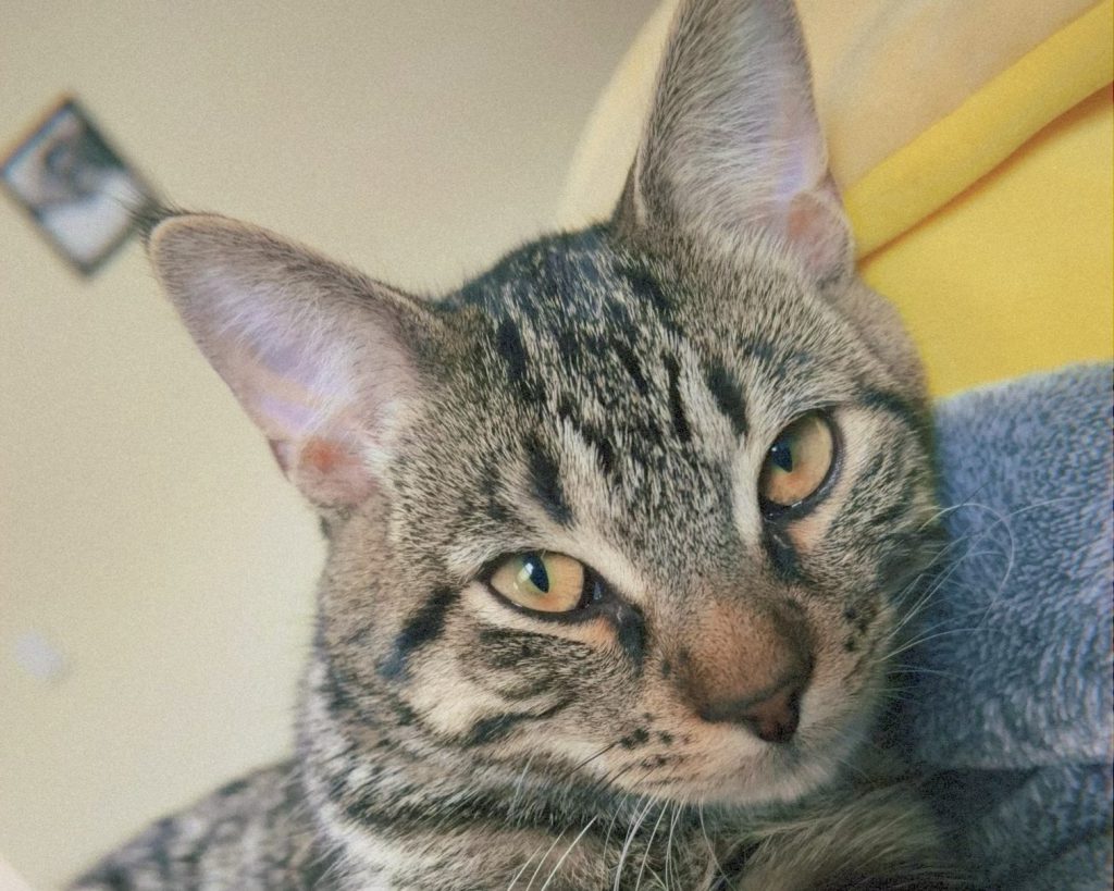 cat scottie