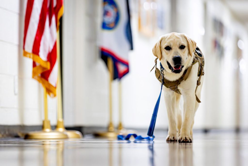 The Truman Show: A new therapy dog steps into campus life