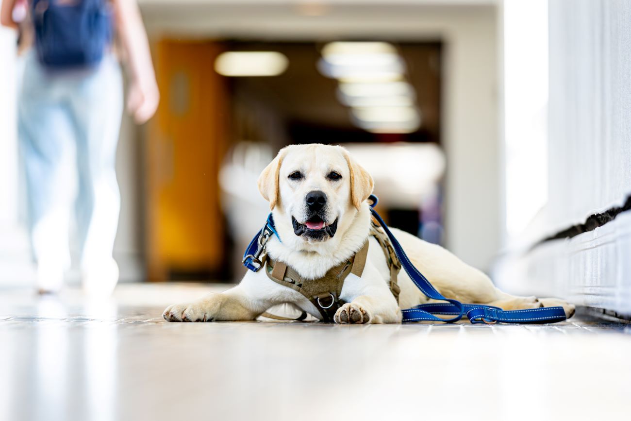 yellow lab lying down