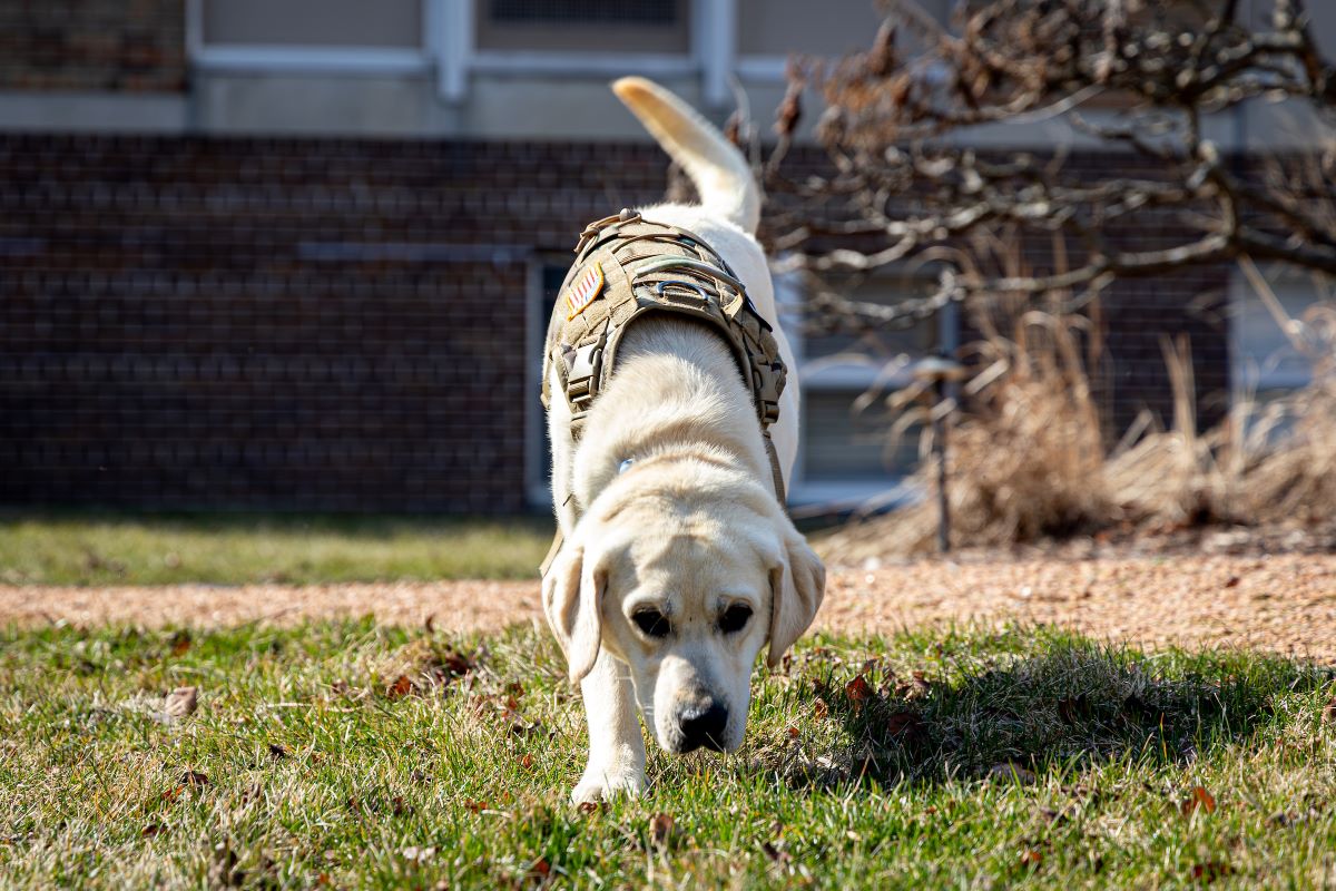 A dog sniffing the ground