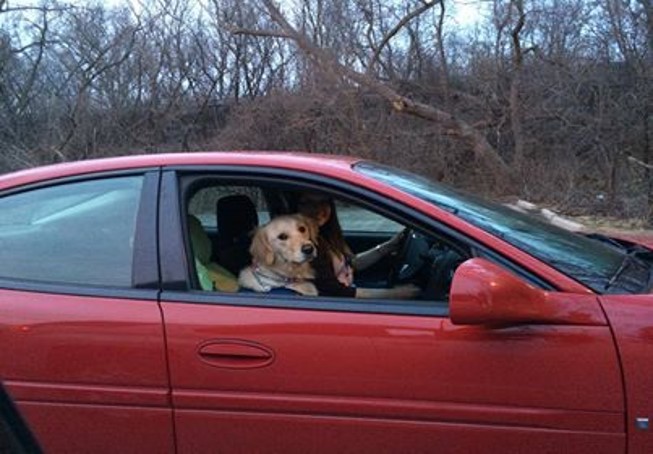 dog in passenger seat