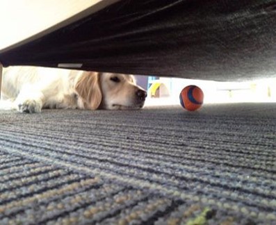 dog staring at ball