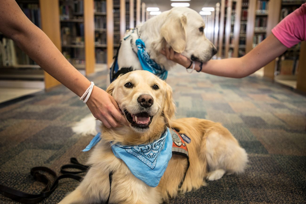 Dogs being petted